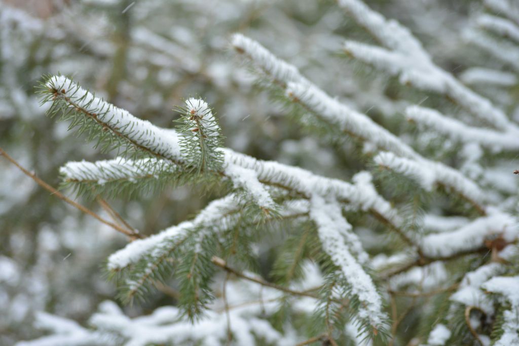 hansepuzzle 37331 - Tannenzweig Puzzle, 2000 Teile, Natur, 90,0 x 60,0cm mit hochwertiger Aufbewahrung, Kartonbox und wiederverschließbarem Beutel