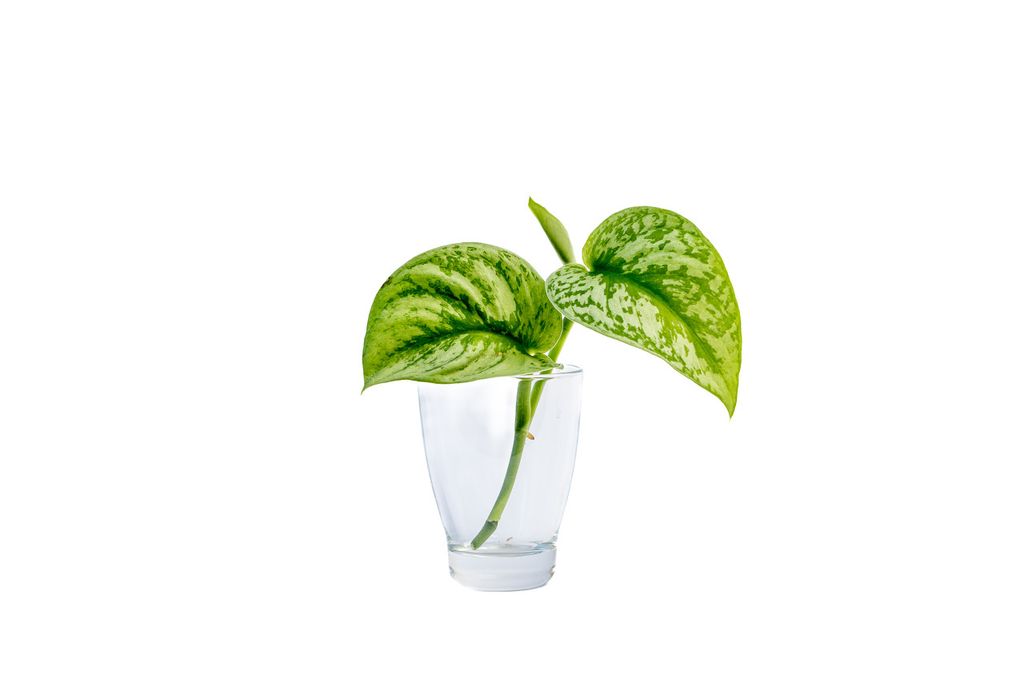 Gardners Scindapsus pictus Trebi - řízek k zakořenění Obrázek produktu 