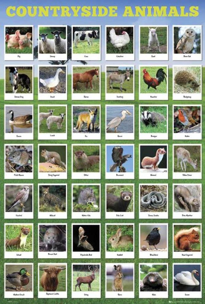 Educational - Bildung - Poster - Country Animals
