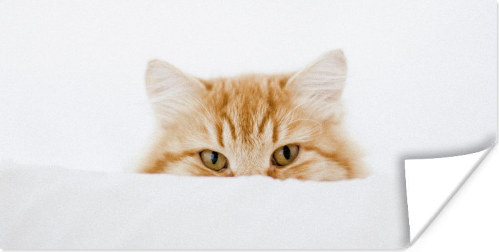 MuchoWow Poster Katze - Rot - Weiß - Mädchen - Jungen - Kind 120x60 cm - Bild