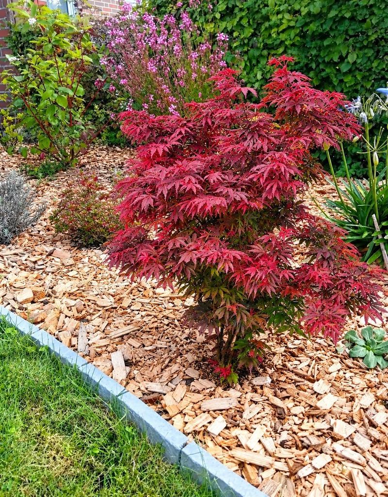 Roter Fächerahorn Acer Palmatum Shaina 80 - 100 cm Ahorn Produktbild 