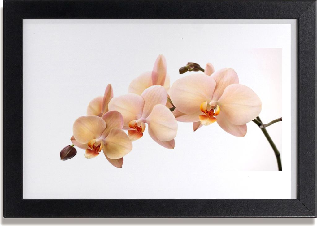 Bild 30x20 MDF-Rahmen Wandkunst Blumen Pflanzen