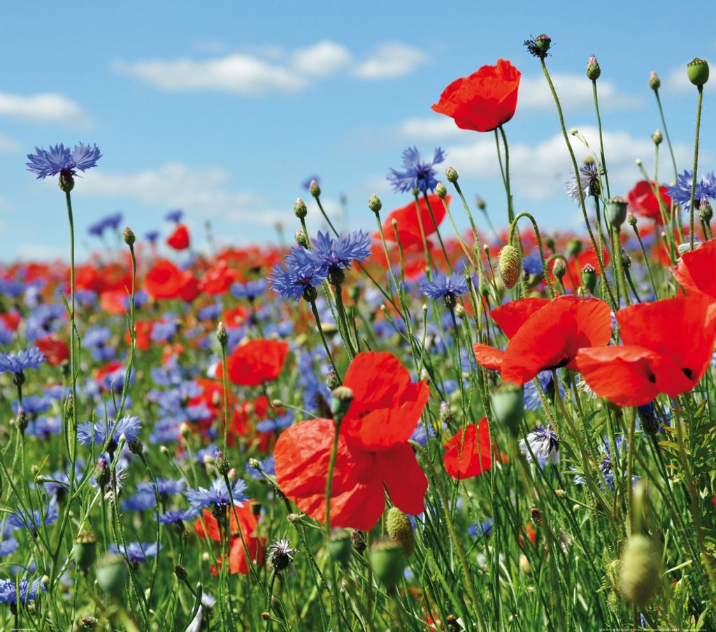 Blumen Kunstdruck Bild - Wildblumen-Wiese Mit Mohn- Und Kornblumen (70 x 70 cm)