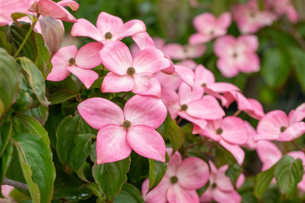 Cornus florida 'Rubra', Blumen-Hartriegel, rosa Blüten, 40–60 cm