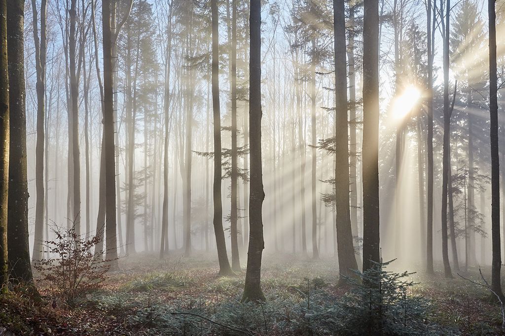 Muralo Fototapete Wald im Nebel 90 (B) x 60 (H) cm Vlies Tapete Wandtapeten Bäume Sonne Wohnzimmer Schlafzimmer moderne Wandbilder XXL Landschaft ...