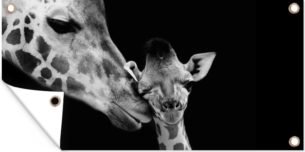 MuchoWow 80x40 cm Outdoor-Poster Gartendeko Sichtschutz Garten Poster für den Garten Tiere - Schwarz - Weiß - Giraffe - Porträt