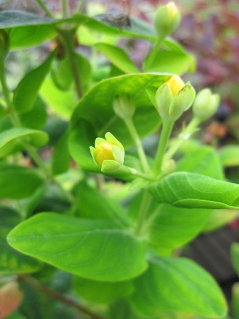 Hypericum inodorum Magical Limelight - Johanniskraut Magical Limelight - Mannsblut -