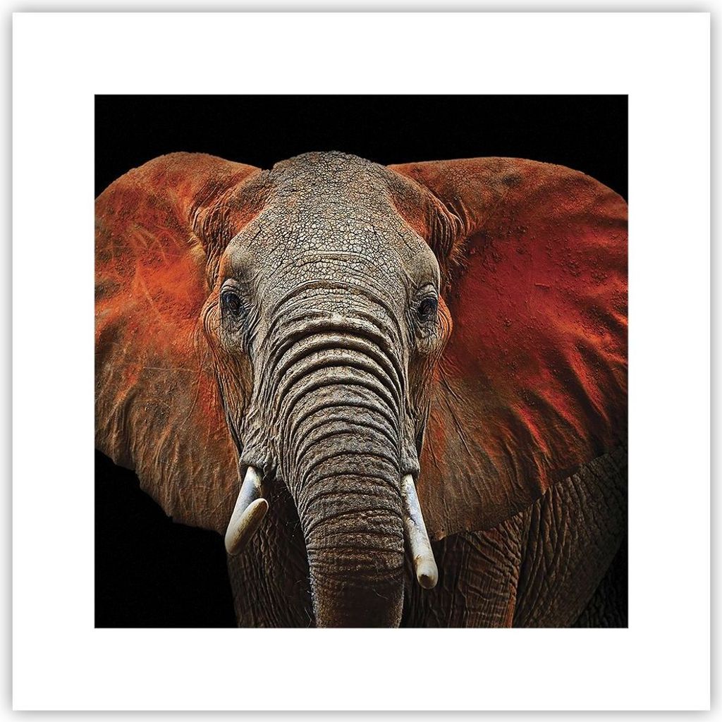 Poster - Poster ohne Rahmen - Elefant Rot Ohren - 30x30 cm - Wand Bild - Wanddeko - Wandbilder - Kunstposter - Wandposter - Bilder - Kunstdruck - W...