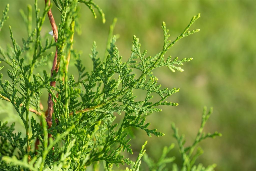 Thuja occidentalis 'Brabant', Lebensbaum, grün, 80–100 cm Produktbild 7