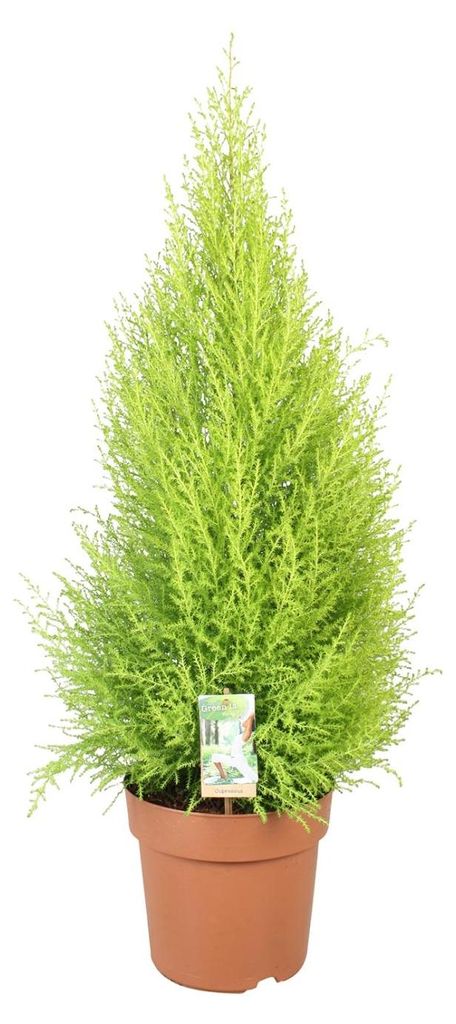 Cupressus Goldcrest Wilma - 80-90cm - Ø21cm - Zimmerpflanze Produktbild 