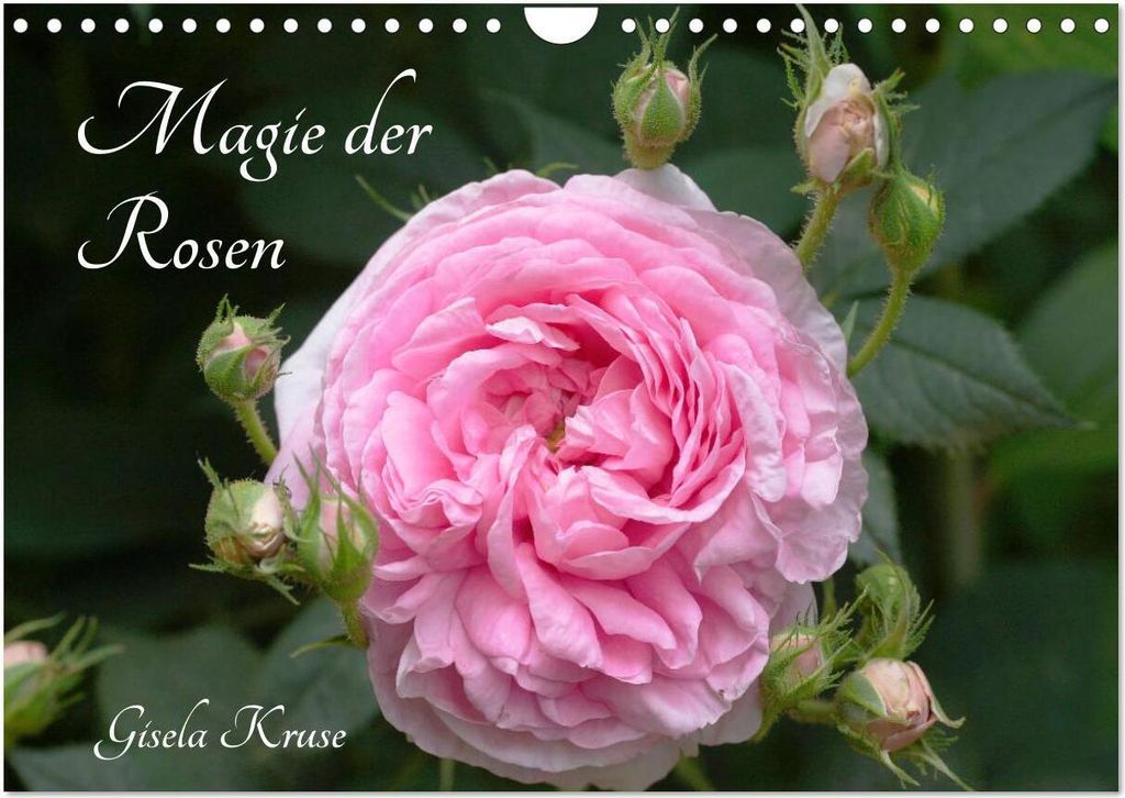 Magie der Rosen (Wandkalender 2026 DIN A4 quer), CALVENDO Monatskalender