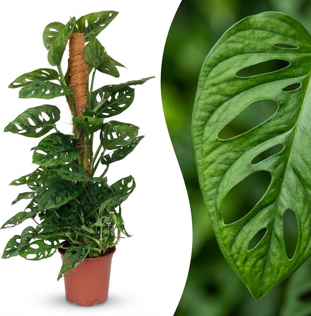 Green boutiQ - Zimmerpflanze - Monkey Mask - Monstera Produktbild 