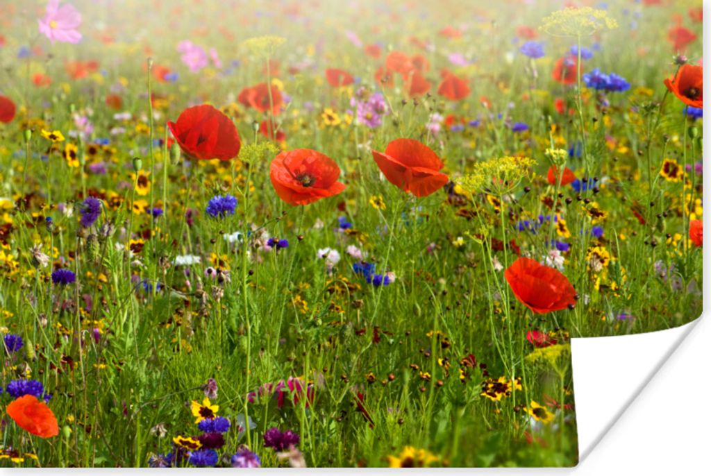 MuchoWow Poster Frühling - Blumen - Rot - Mohn - Gras - Grün 60x40 cm - Schlafzimmerdekoration