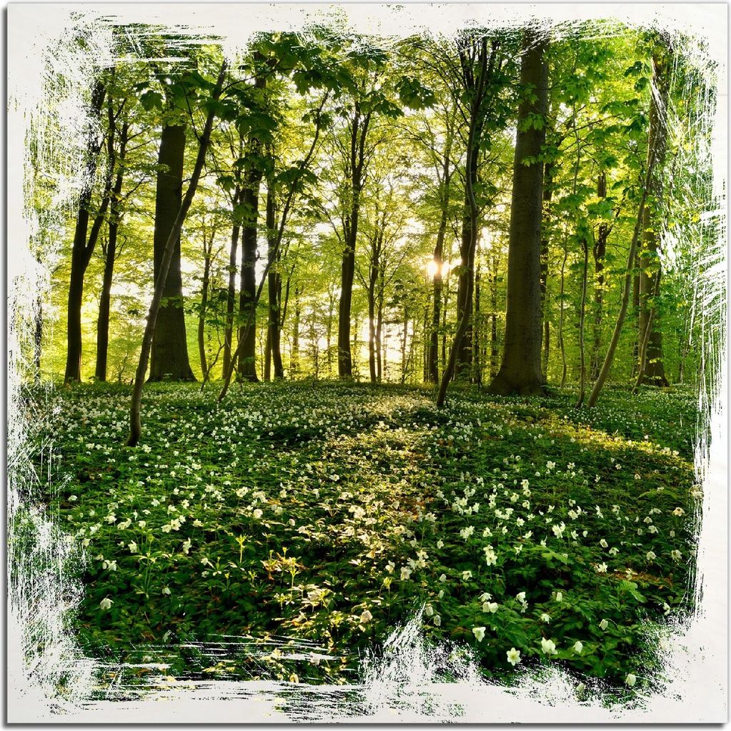 Kunstdrucke Wandbilder Holz in : Brillante Farben, Größe 50 x 50 cm Motiv Waldanemonen und Sonnenstrahlen im Wald