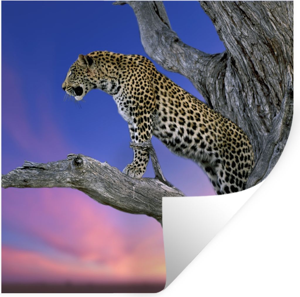 MuchoWow Wandtattoo Wandsticker Wandaufkleber Leopard - Baum - Zweig 50x50 cm Selbstklebend und Repositionierbar - Selbstklebend - Fototapeten