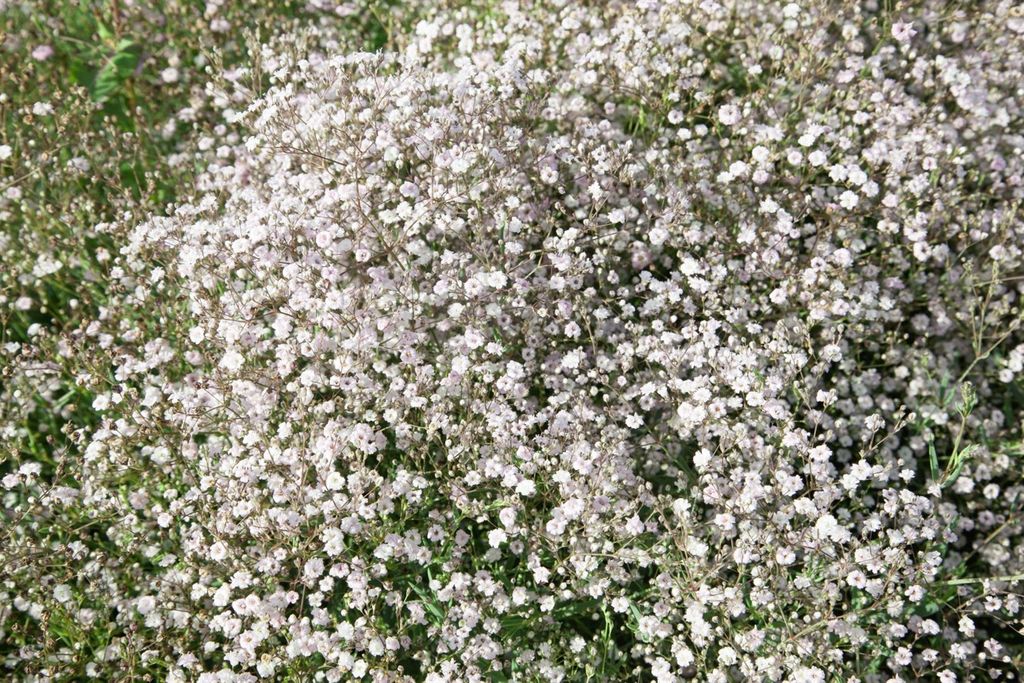 Gypsophila paniculata 'Schneeflocke', Schleierkraut, weiß, Produktbild 