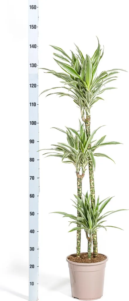 Dracaena deremensis White Stripe 130-150cm feuillage panaché chic