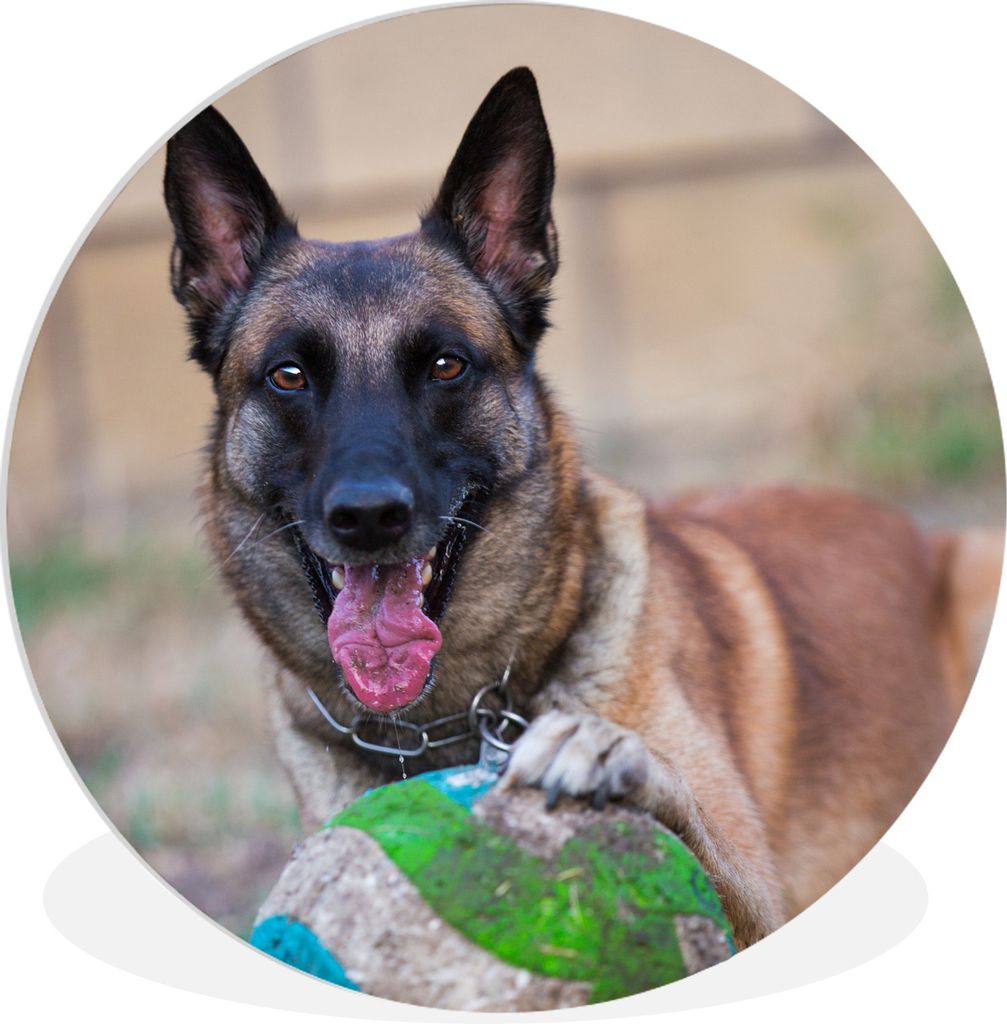 MuchoWow Rundes Wandbild - Runde Bilder Malinois Schäferhund hält den Ball mit der Pfote Ø 30 cm Kreis Wanddekoration Kunststoff - Wandkreis -...