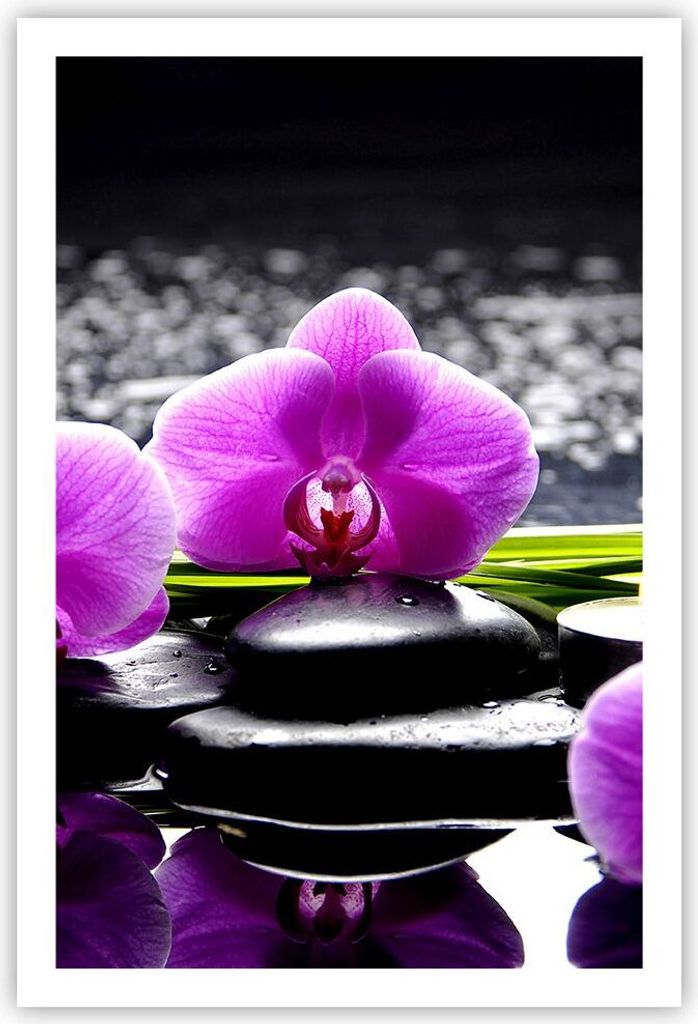 Poster - Poster ohne Rahmen - Orchidee Natur Wasser Blume - 61x91,5 cm - Wand Bild - Wanddeko - Wandbilder - Kunstposter - Wandposter - Bilder - Ku...