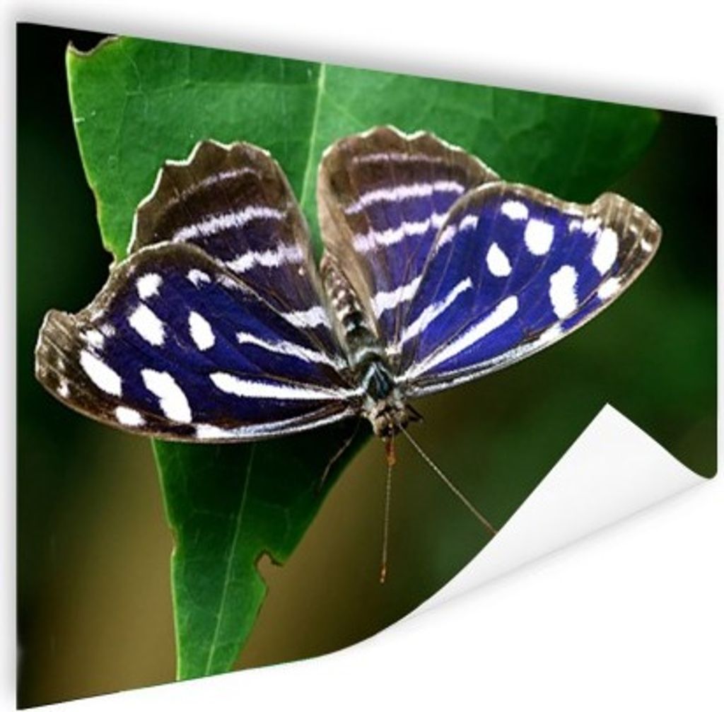 MuchoWow Poster Blauer Meerbusenfalter 120x80 cm - Bilder