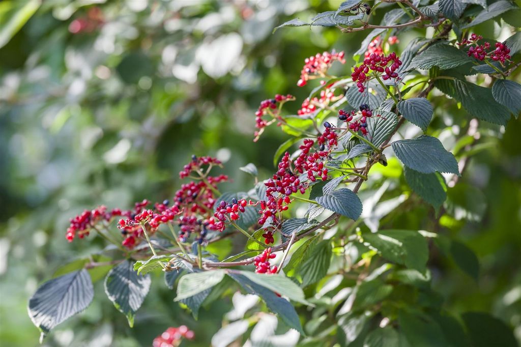 Viburnum lantana, Wolliger Schneeball, 60–100 cm, cremeweiße Blüten