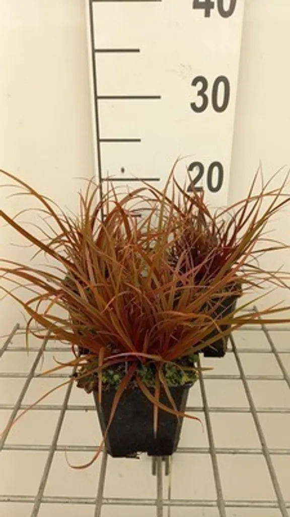 Uncinia rubra Faucille rouge - 6 plantes pour jardin coloré toute l'année