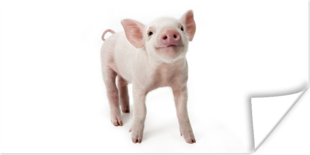 MuchoWow Poster Schwein - Tiere - Weiß 80x40 cm - Wanddeko