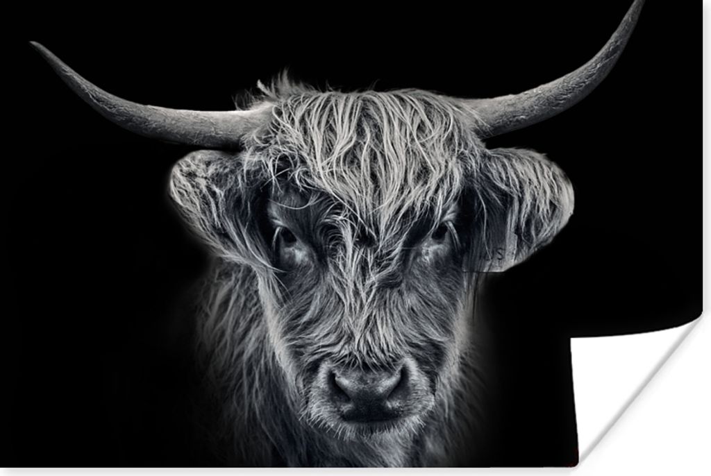 MuchoWow Poster Schottisches Hochlandrind - Schwarz - Kuh - Tiere 30x20 cm - Plakate - Print