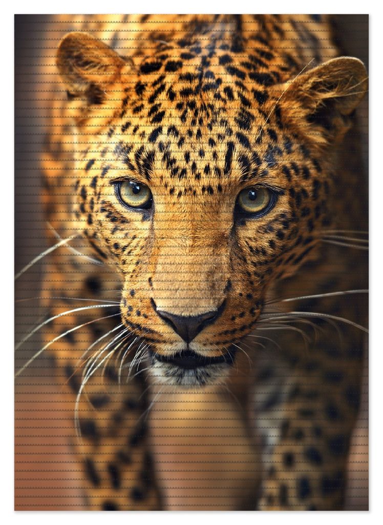 Wallario Duschmatte Antirutschmatte Badmatte Fußmatte Leopard in Nahaufnahme beim Laufen, Größe ca. 70 x 50 cm