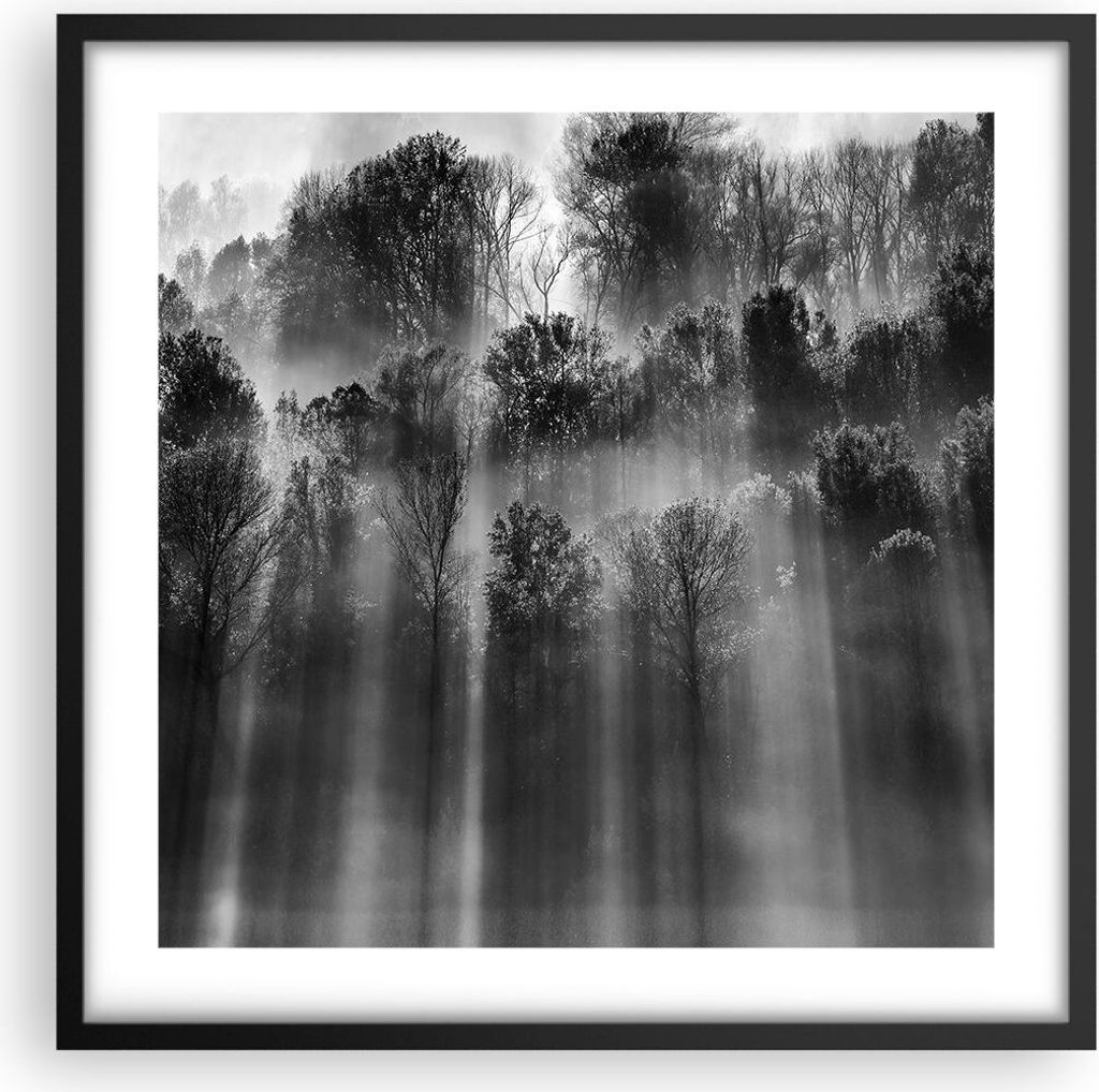 Gerahmtes Poster - Schwarzer Rahmen - Bäume drinnen Nebel - 50x50 cm - Wand Bild - Wanddeko - Wandbilder - Kunstposter - Wandposter - Bilderrahmen...