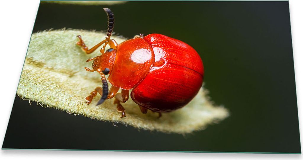 Herdabdeckplatte Glaskeramik 1 Teilig 80x52 Natur Rot Abdeckung Glas Spritzschutz Deko