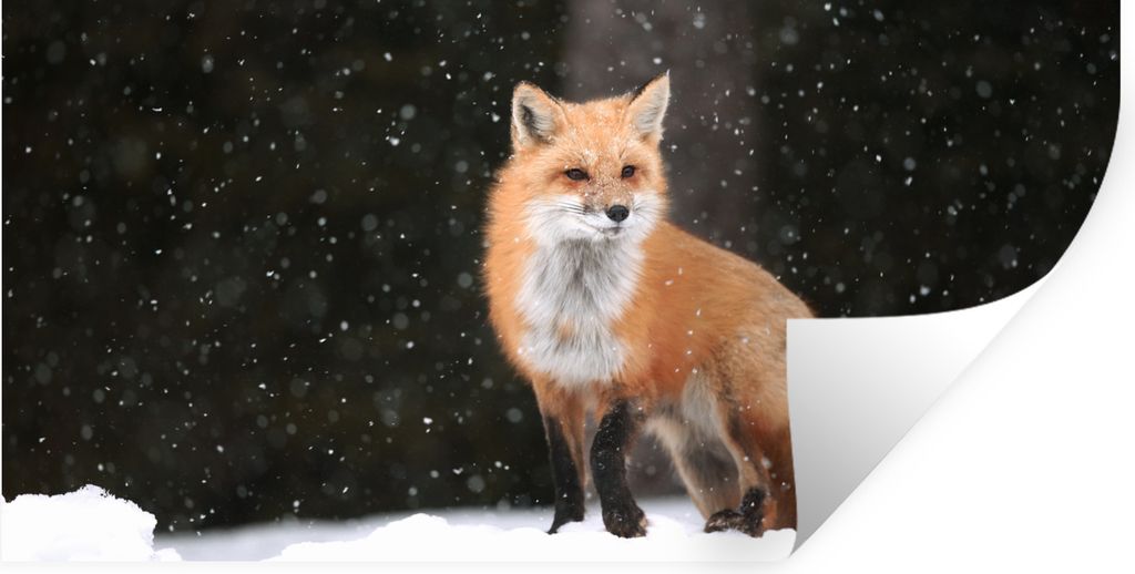 MuchoWow Wandtattoo Wandsticker Wandaufkleber Fuchs - Schnee - Winter 120x60 cm Selbstklebend und Repositionierbar - Sticker - Dekorfolie