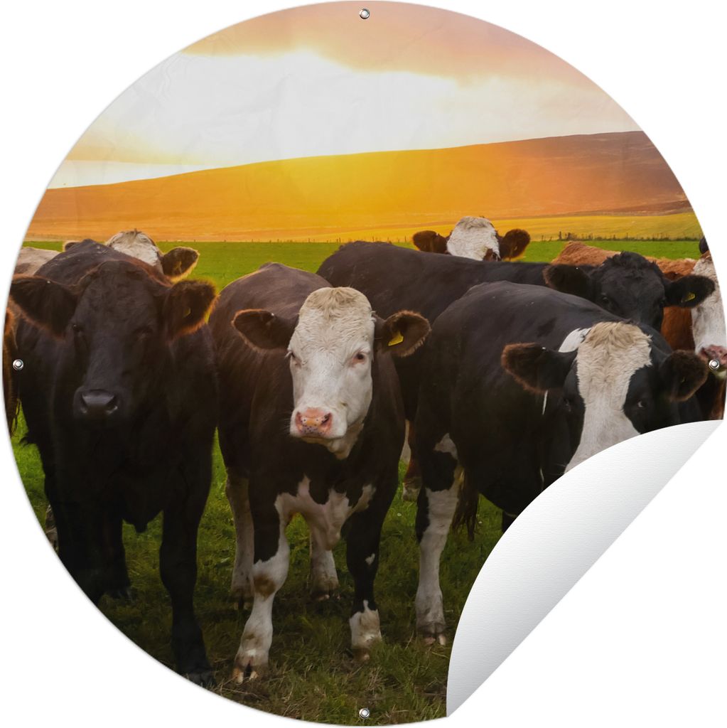 MuchoWow Gartenposter Outdoor-Poster Rund Kühe - Hügel - Sonnenuntergang - Gras - Grün Ø 60 cm Gartendeko Rundes Poster draußen