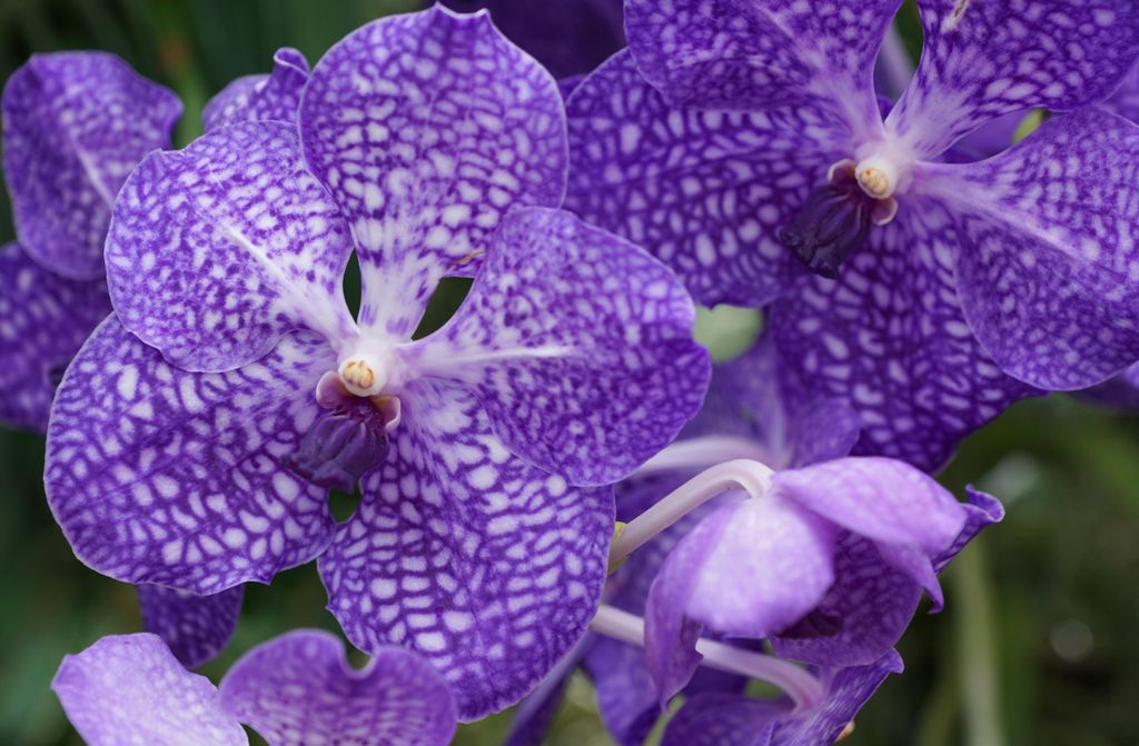 hansepuzzle 99039 - Orchidee Puzzle, 500 Teile, Natur, 46,0 x 30,0cm mit hochwertiger Aufbewahrung, Kartonbox und wiederverschließbarem Beutel