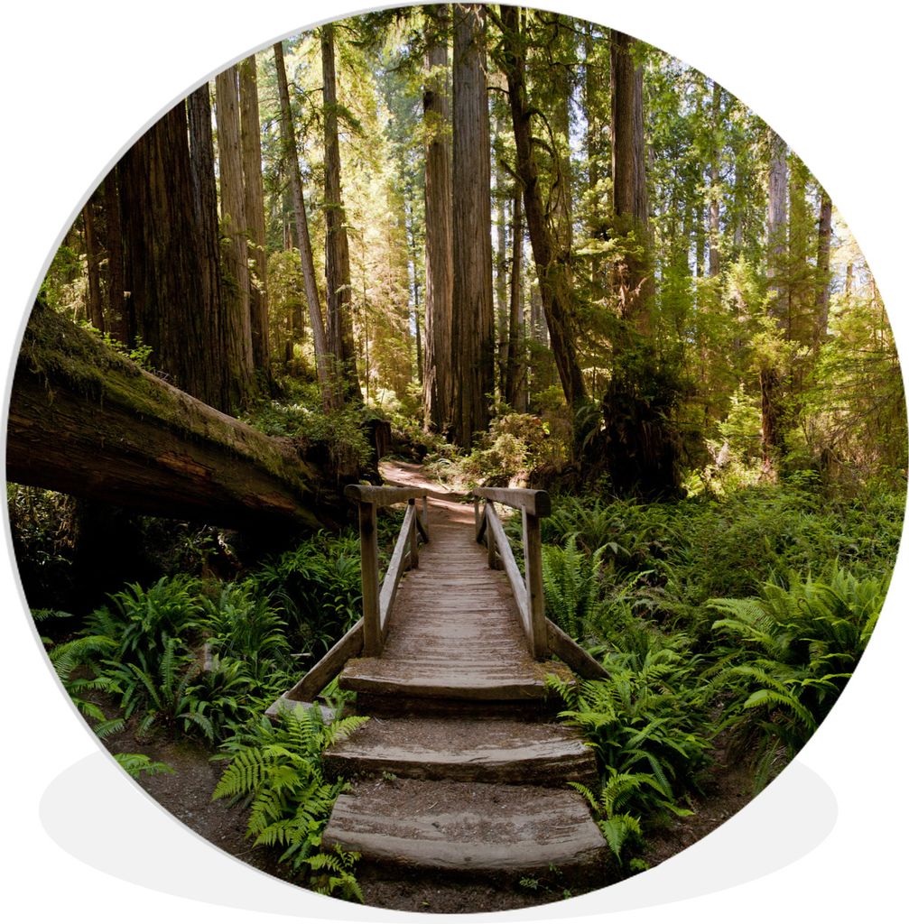 MuchoWow Rundes Wandbild - Runde Bilder Dschungel - Natur - Treppe - Bäume Ø 60 cm Kreis Wanddekoration Kunststoff - Wandkreis - Wandschmuck - ...