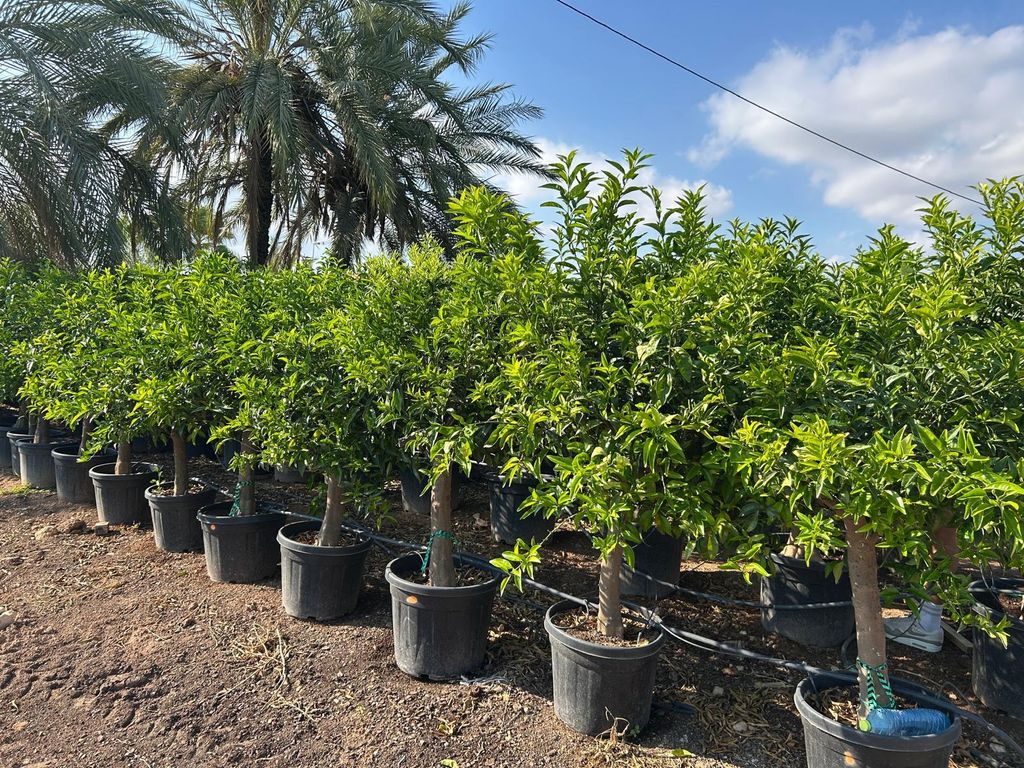 Sunny Tree – Mandarinenbaum Citrus reticulata – 20 Jahre alt, 180 cm hoch – Obstbaum für Garten und Terrasse