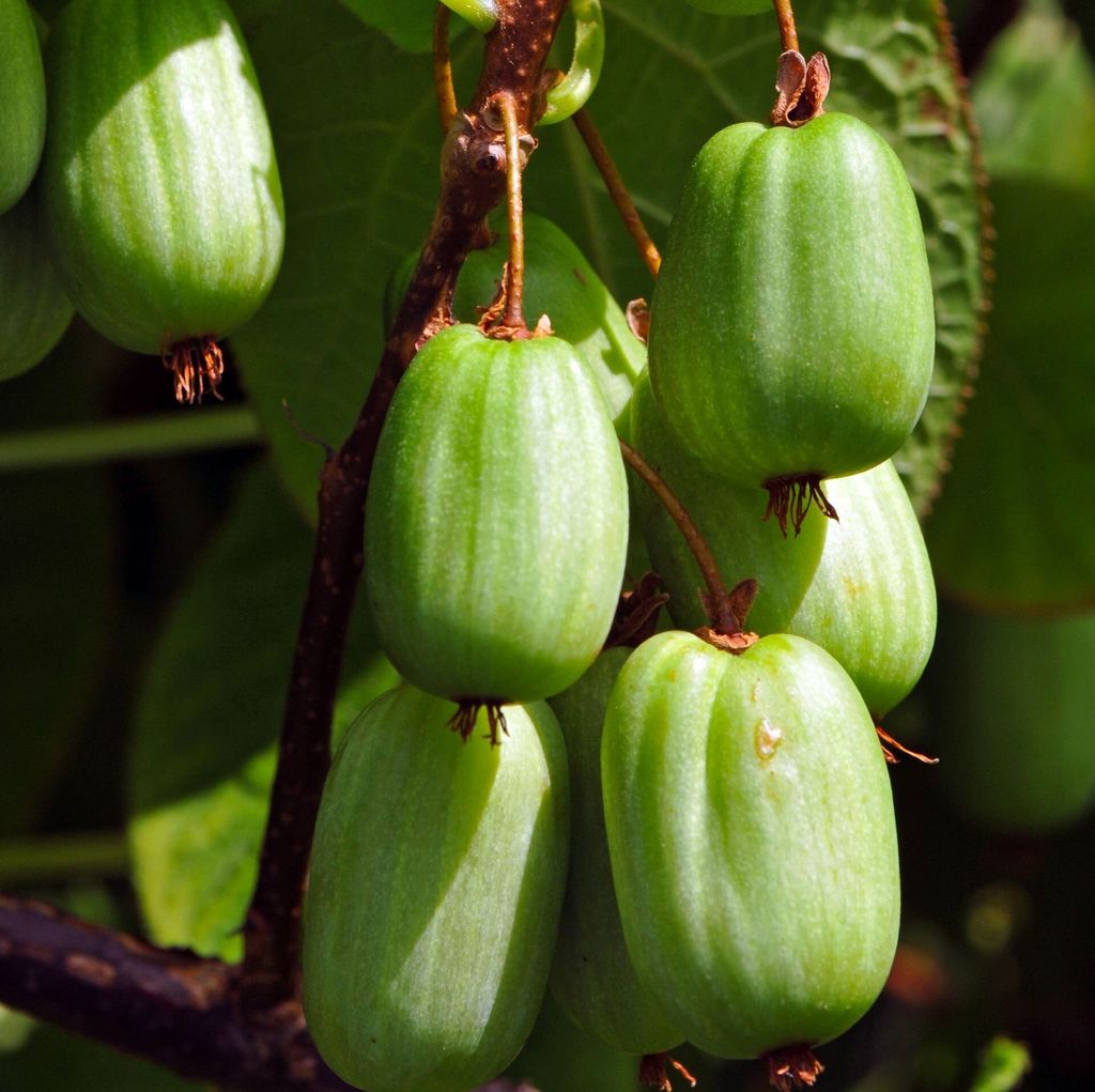 A close-up of several small, green, oval-shaped fruits hanging from a branch.