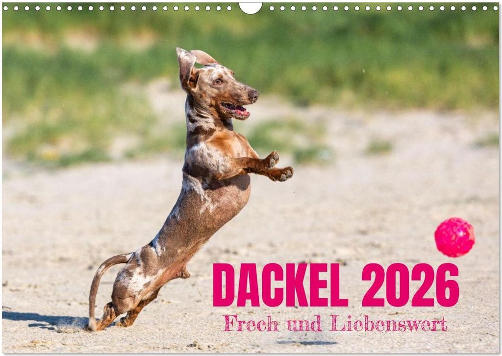 DACKEL 2026 Frech und Liebenwert (Wandkalender 2026 DIN A3 quer), CALVENDO Monatskalender