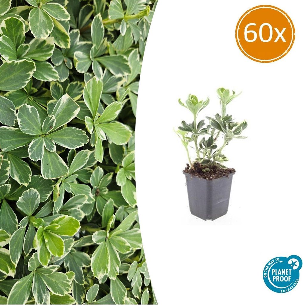 Bodendecker - Weissbuntes Schattengrün - Pachysandra terminalis 'Variegata' - 9cm Topf - Set mit 60 Pflanzen