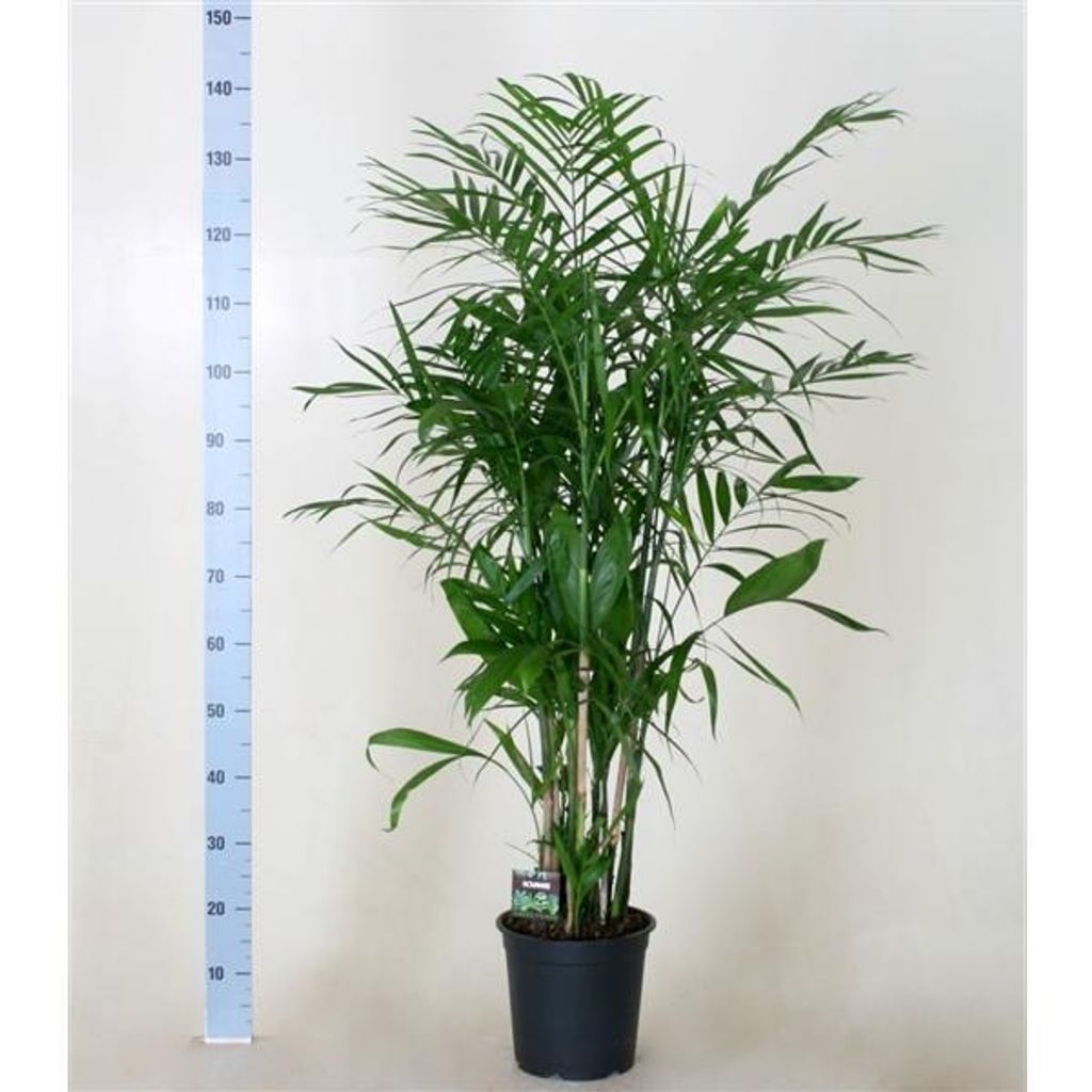 Chamaedorea seifrizii 120-140 cm – Bambuspalme, Zimmerpflanze, Pflegeleicht, Tropenpflanze für Zuhause