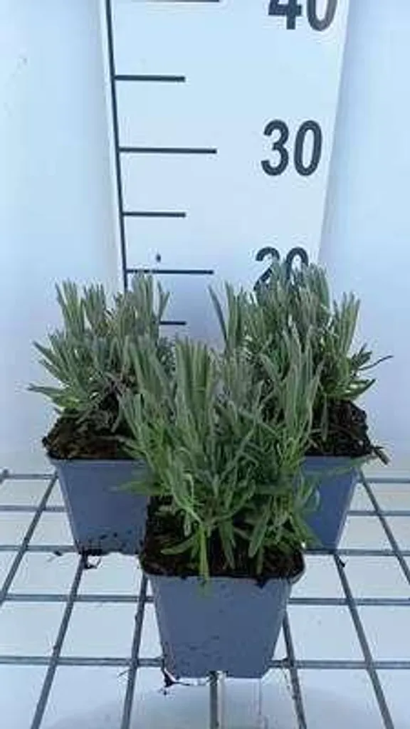 6x Lavandula Intermedia Provence - Lavande en Pot 9x9cm Qualité Pro