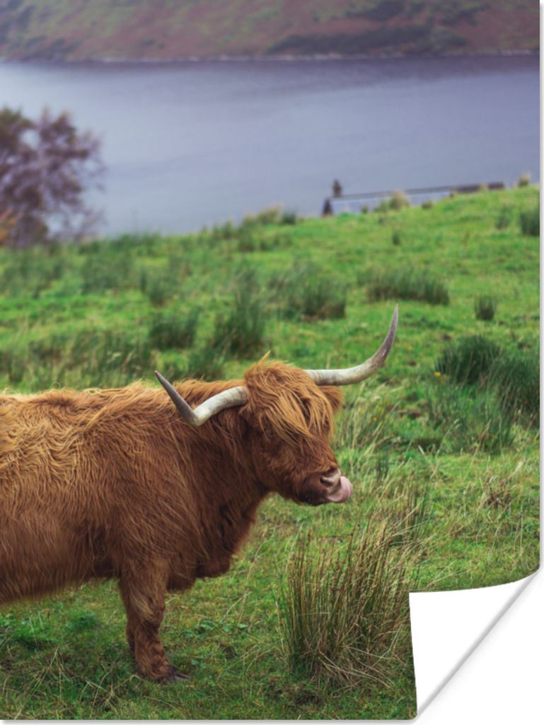 MuchoWow Poster Schottische Highlander - Gras - Wasser - Tiere 90x120 cm - Wohnzimmer