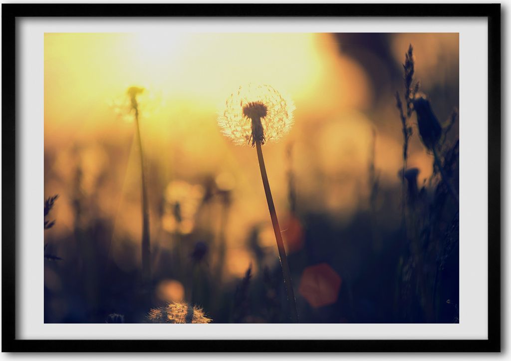 Bild - Bilderrahmen - 100 cm x 70 cm - MDF - Rahmen - Foto - Wandkunst Löwenzahn