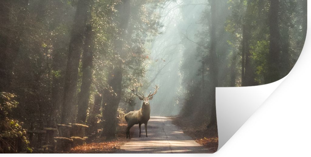 MuchoWow Wandtattoo Wandsticker Wandaufkleber Hirsche - Wald - Sonnenstrahlen 80x40 cm Selbstklebend und Repositionierbar - Aufkleber