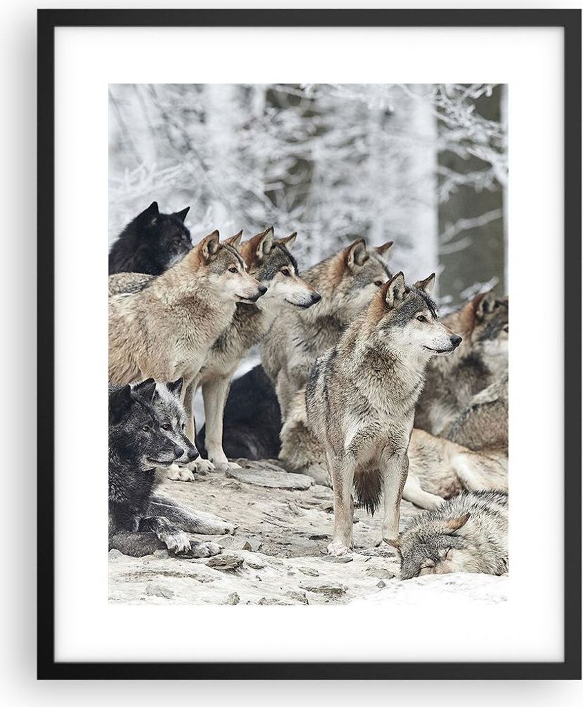 Gerahmtes Poster - Schwarzer Rahmen - Rudel Wölfe Winter - 40x50 cm - Wand Bild - Wanddeko - Wandbilder - Kunstposter - Wandposter - Bilderrahmen ...