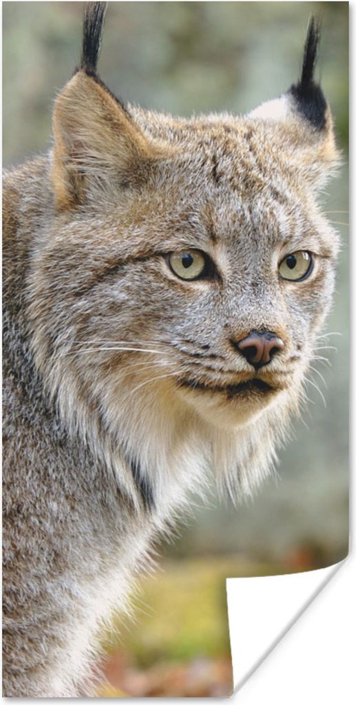 MuchoWow Poster Luchs - Wald - Grau 20x40 cm - Plakat - Foto