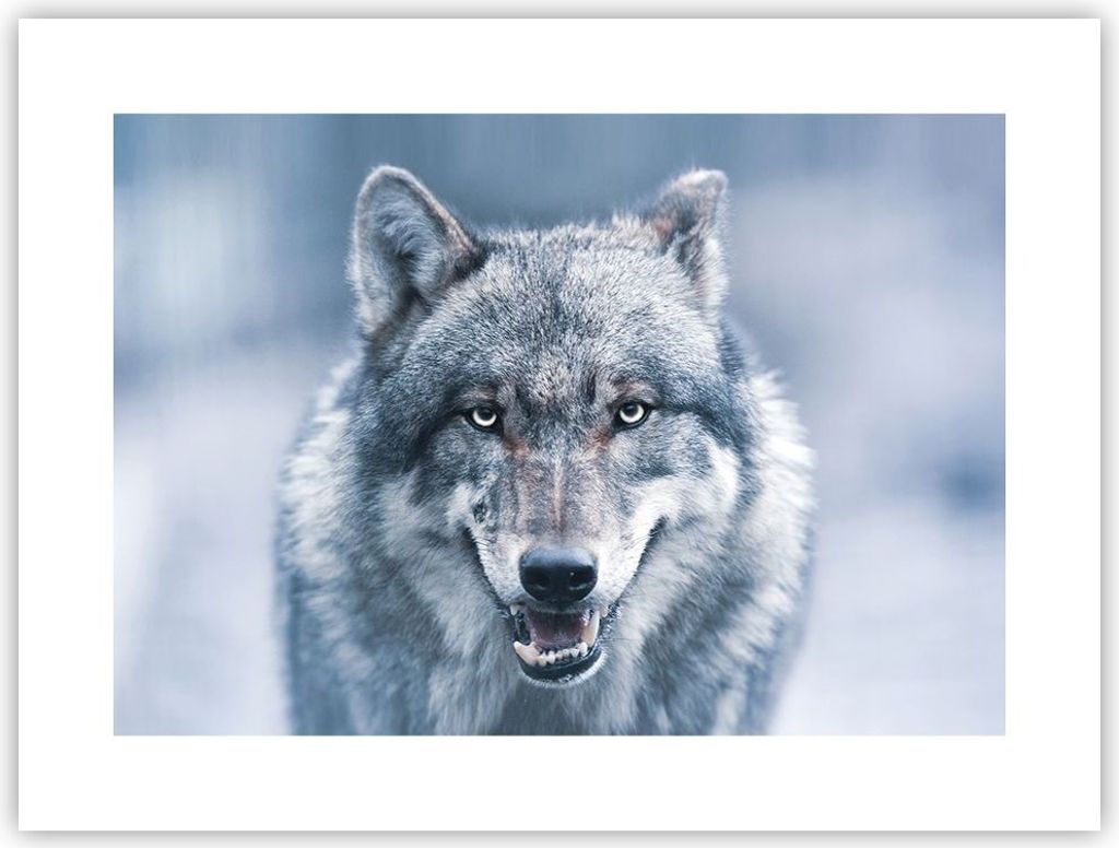 Poster - Poster ohne Rahmen - Wolf Raubtier Wildheit - Produktbild 