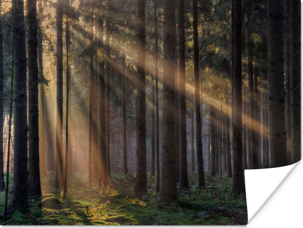 MuchoWow Poster Bäume - Wald - Sonne - Pflanzen 160x120 cm - Foto Plakat