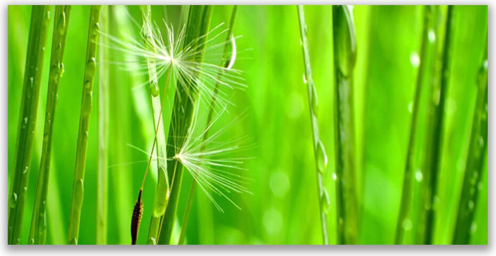 Glasbilder 140x70 Wandbild Druck auf Glas Gras Pflanzen