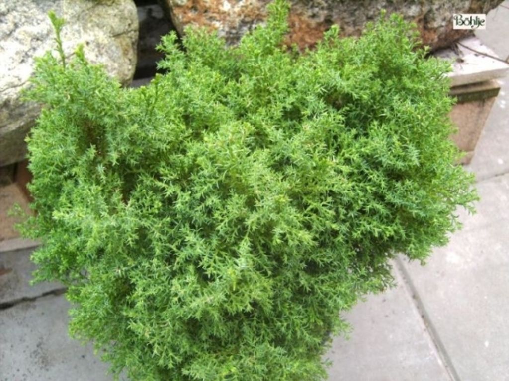 Chamaecyparis obtusa Erika - Muschelzypresse Erika - 30-40